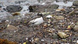 IMG_7690 Japanese Wagtail @ Nishinoshima.JPG