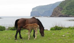 IMG_7679 Oki Horses @ Nishinoshima.JPG