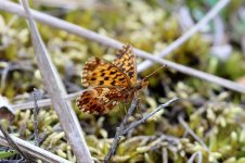 Weavers Fritillary lt 1.jpg