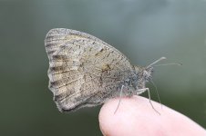 Dusky Meadow Brown lt 1.jpg