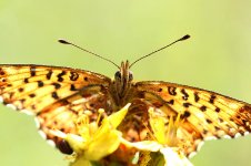 Titanias Fritillary lv 2.jpg