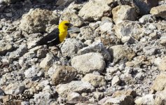 YELLOW HEADED BLACKBIRD WM RS 0001.jpg