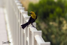 YELLOW HEADED BLACKBIRD WM RS 0002.jpg