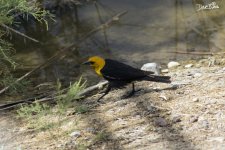 YELLOW HEADED BLACKBIRD WM RS 0003.jpg