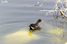 COMMON GALLINULE WM RS 0003.jpg