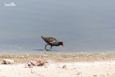 Common gallinule WM RS 0004.jpg