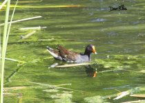 Common gallinule WM RS 0002.jpg