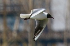 Black-Headed Gull.jpg