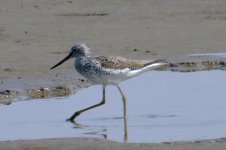 Common Greenshank.jpg