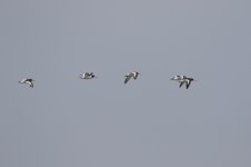 Eurasian Oystercatcher.jpg