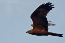 Black Kite.jpg