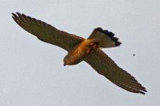 Red-footed falcon.jpg