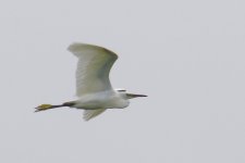 Little Egret.jpg