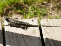 Porch Lizard.jpg