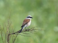 RB Shrike_Girdle Ness_280516a.jpg