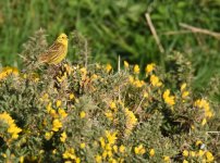 Yellowhammer_Girdle Ness_280516a.jpg