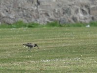 Whimbrel_280516a.jpg