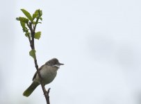 Whitethroat_Girdle Ness_290516a.jpg