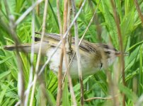 Sedge Warbler_Girdle Ness_290516a.jpg