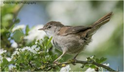 cetti`s warbler2.jpg