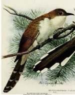 blackbilled cuckoo.jpg