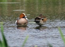 wigeon.jpg