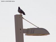 ROCK DOVE WM RS 0001.jpg