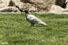 ROCK DOVE WM RS 0002.jpg