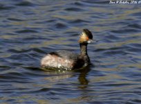 Black-necked Grebe WM RS 0001.jpg