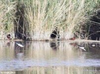 Black-necked Stilt WM RS 0001.jpg