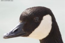 CANADA GOOSE HEADSHOT  WM 0001 rs.jpg