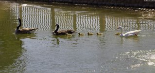 GEESE FAMILY UNIT WM RS 0001.jpg