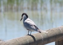 Whiskered Tern.jpg