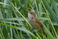 Oriental Reed Warbler.jpg