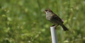 DSC00116 Tree Sparrow @ DB.JPG