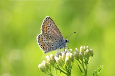 Brown Argus lt 1.jpg