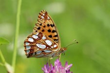 Queen of Spain Fritillary lt 1.jpg