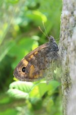 Wall Brown lt 3.jpg