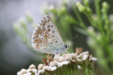 Chalkhill Blue lt 1.jpg