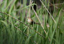 Black-browed Reed Warbler.jpg