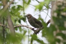 Brown-eared Bulbul.jpg