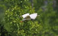 Chinese Pond Heron.jpg