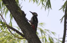Great Spotted Woodpecker.jpg