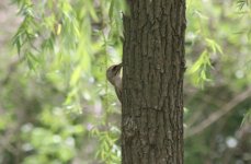 Grey-headed Woodpecker.jpg