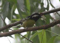 Yellow-bellied Tit.jpg