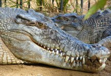 saltwater-crocodiles-3.jpg