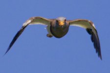 Grey-Headed Lapwing (1).jpg