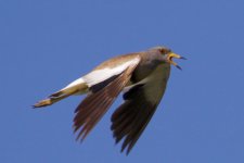 Grey-Headed Lapwing (4).jpg