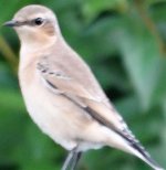 Wheatear.jpg