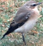 Chiffchaff.jpg